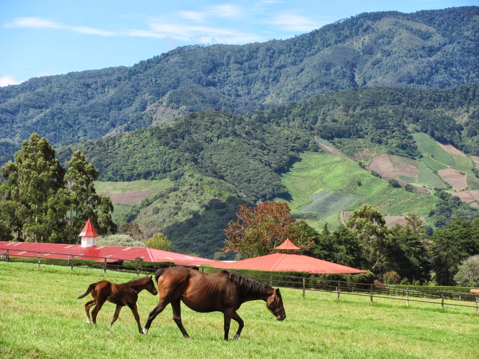 Opinión de HARAS CERRO PUNTA 1 Opinión de Haras Cerro Punta: ¿El mejor haras en Panamá para caballos de carrera?